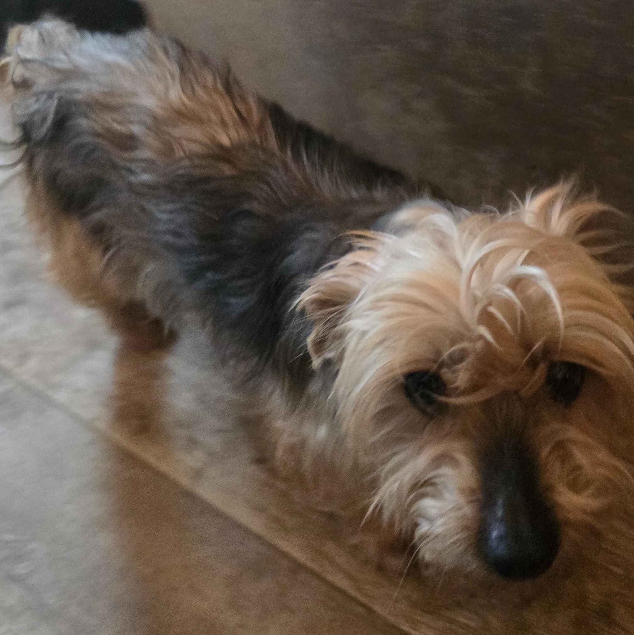 Enlarge Anika, a ADOPTABLE Yorkshire Terrier in Zaleski, OH image 2/2