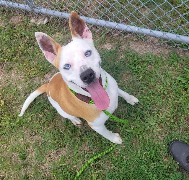 Enlarge ULTA, a Adoptable mixed breed in Corpus Christi, TX image 1/1