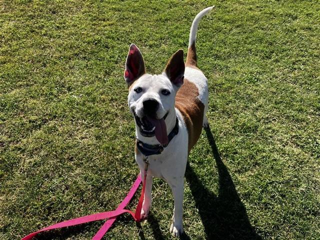 ULTA, Adoptable, Young Female Husky & Mixed Breed.