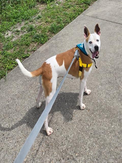 ULTA, Adoptable, Young Female Husky & Mixed Breed.