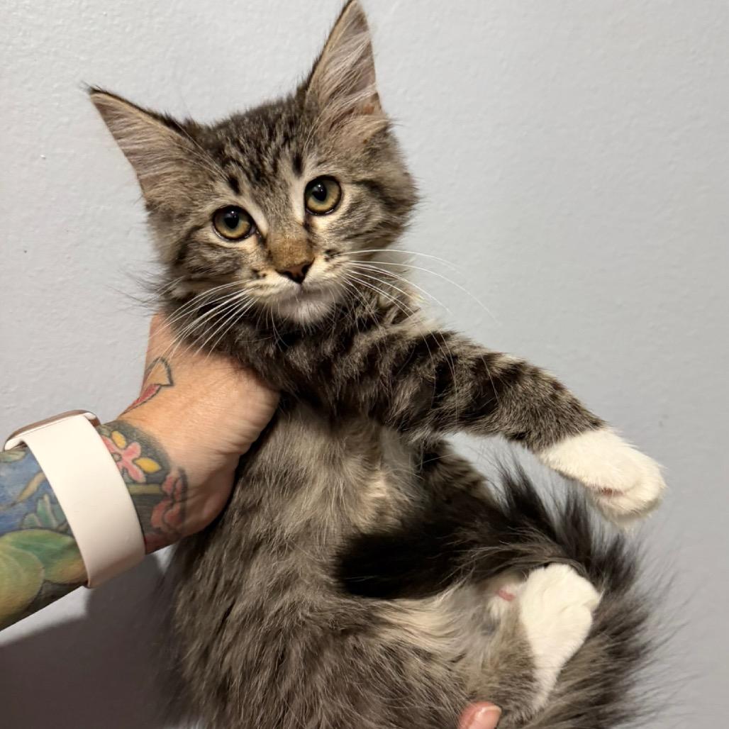 Enlarge Mallory, a Adoptable Domestic Long Hair in Simi Valley, CA image 1/2