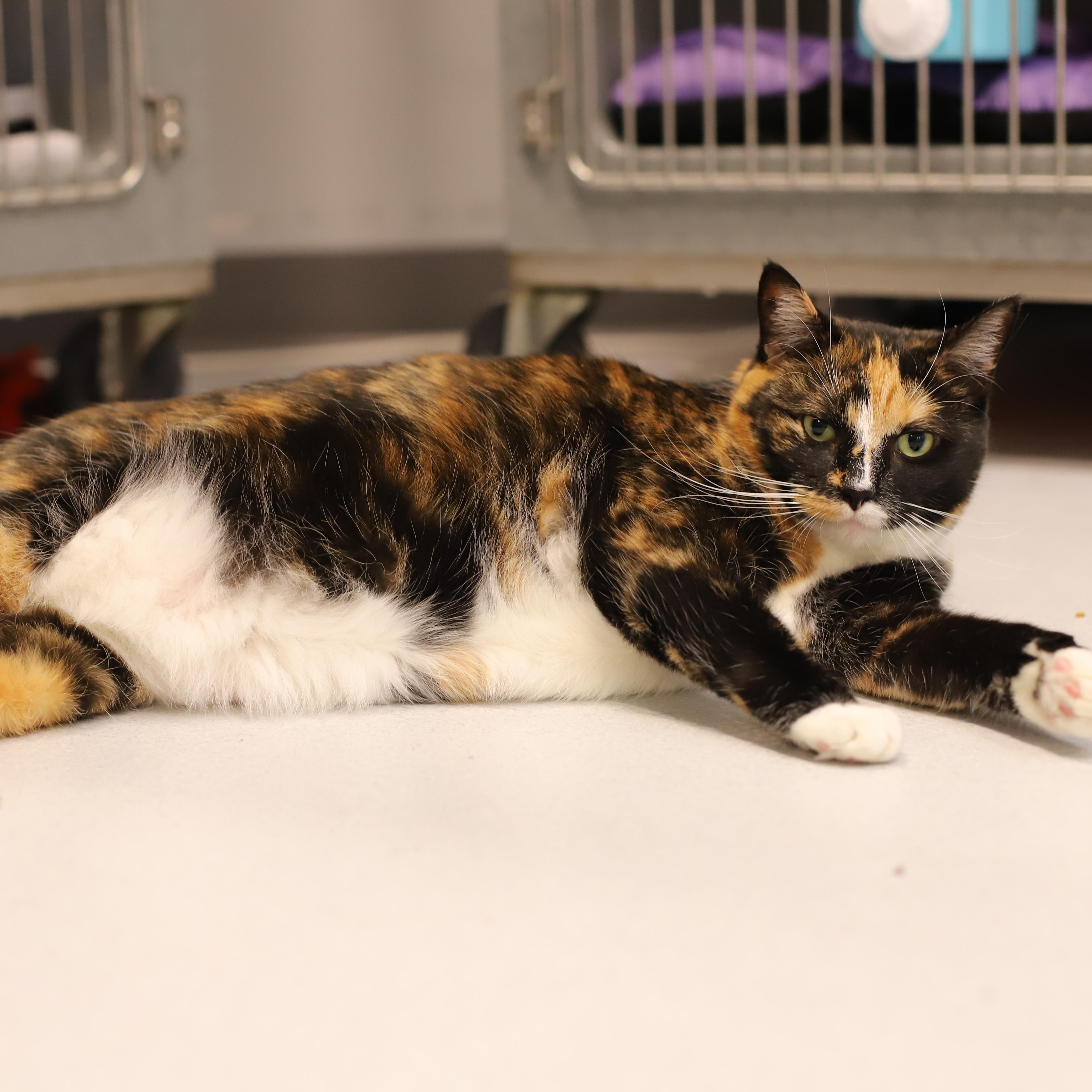 Enlarge Leia, a Adoptable mixed breed in Endicott, NY image 4/4