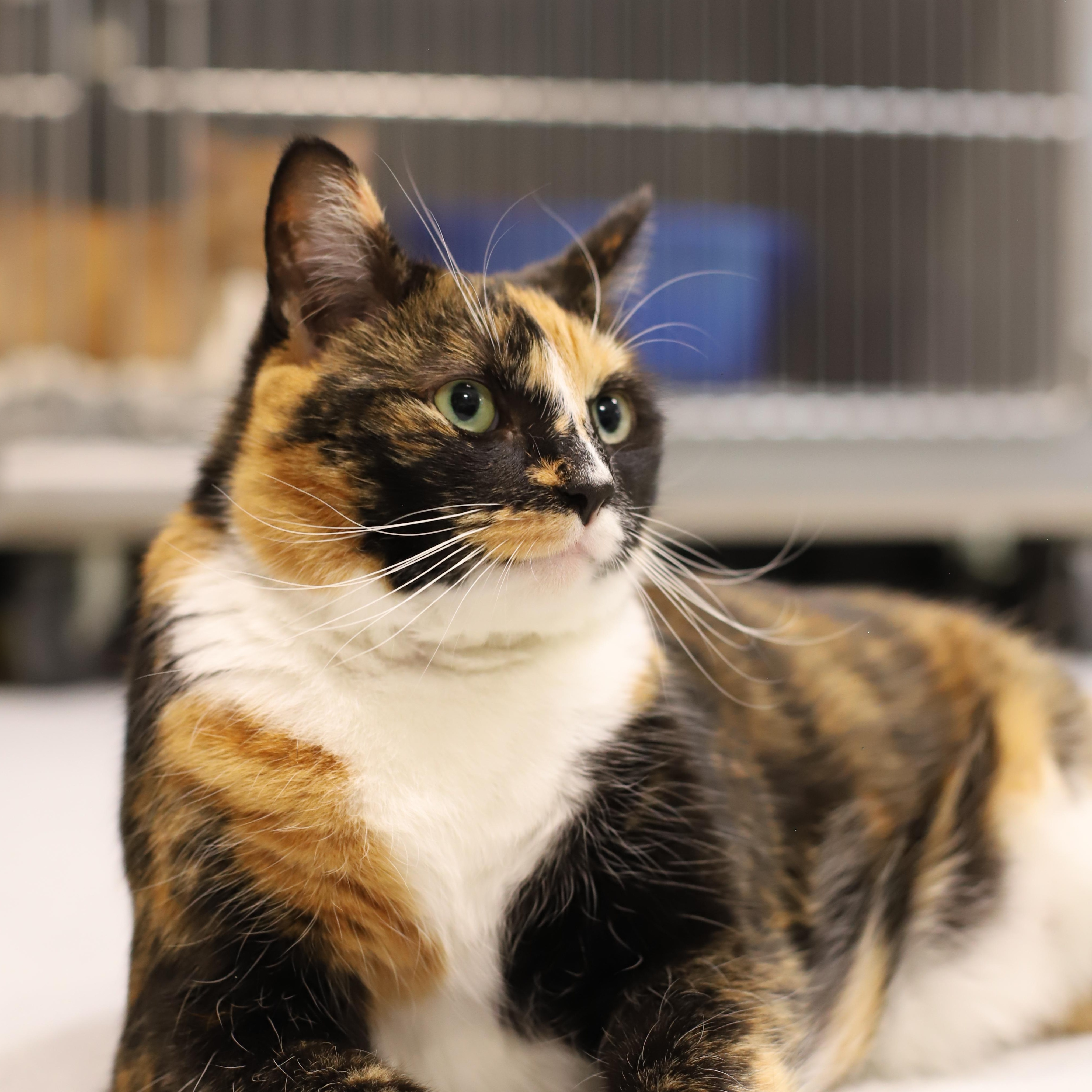 Enlarge Leia, a Adoptable mixed breed in Endicott, NY image 2/4