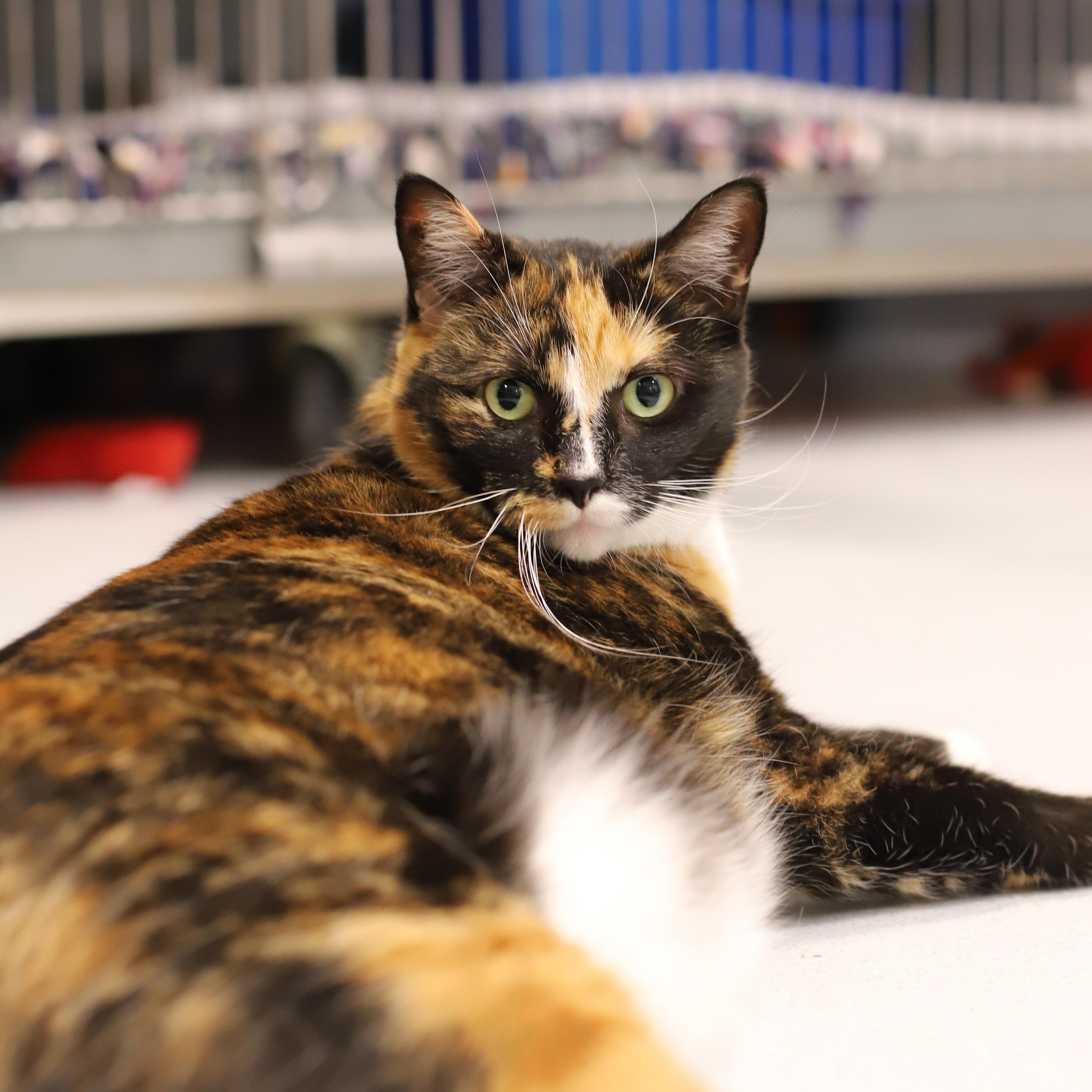 Enlarge Leia, a Adoptable mixed breed in Endicott, NY image 3/4