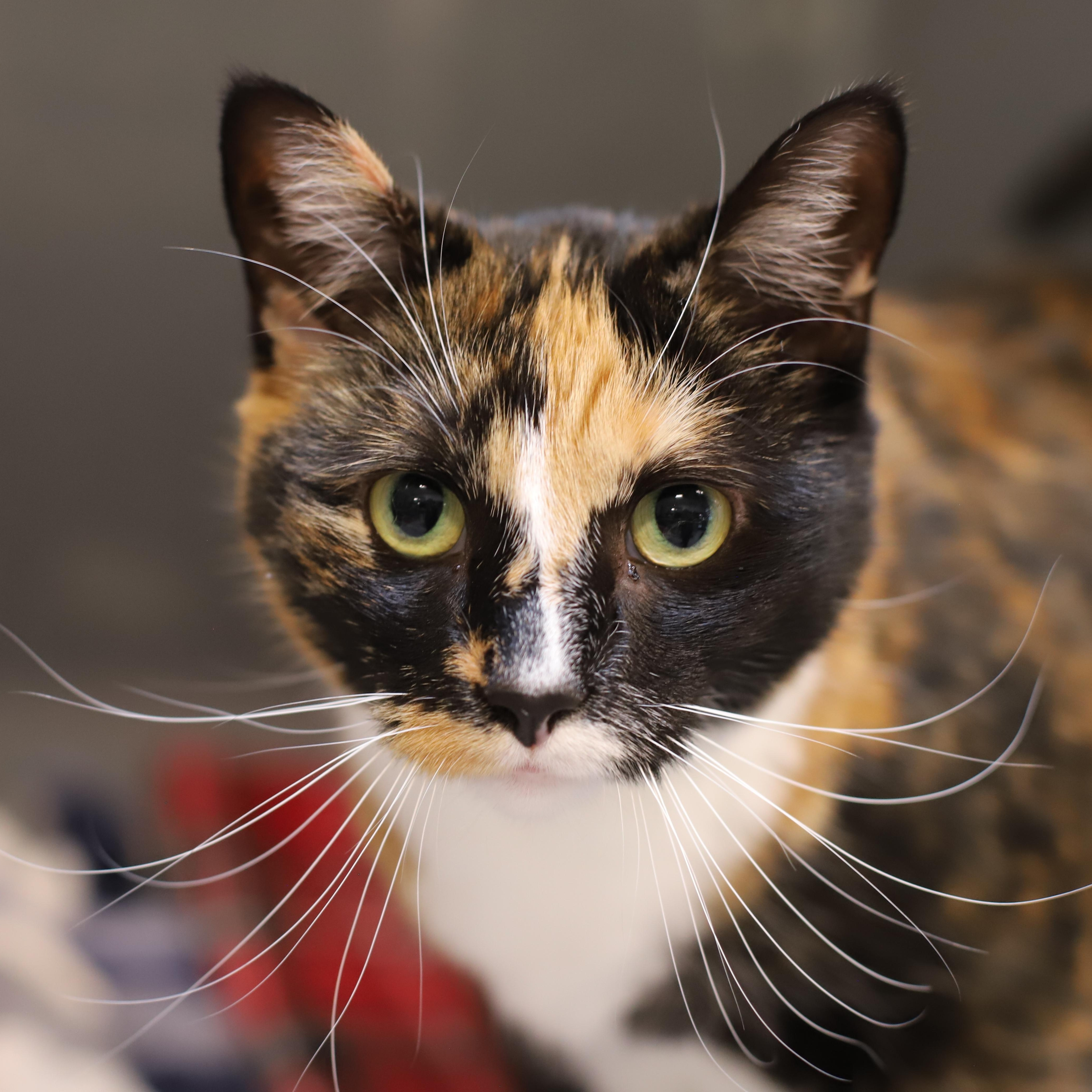 Enlarge Leia, a Adoptable mixed breed in Endicott, NY image 1/4