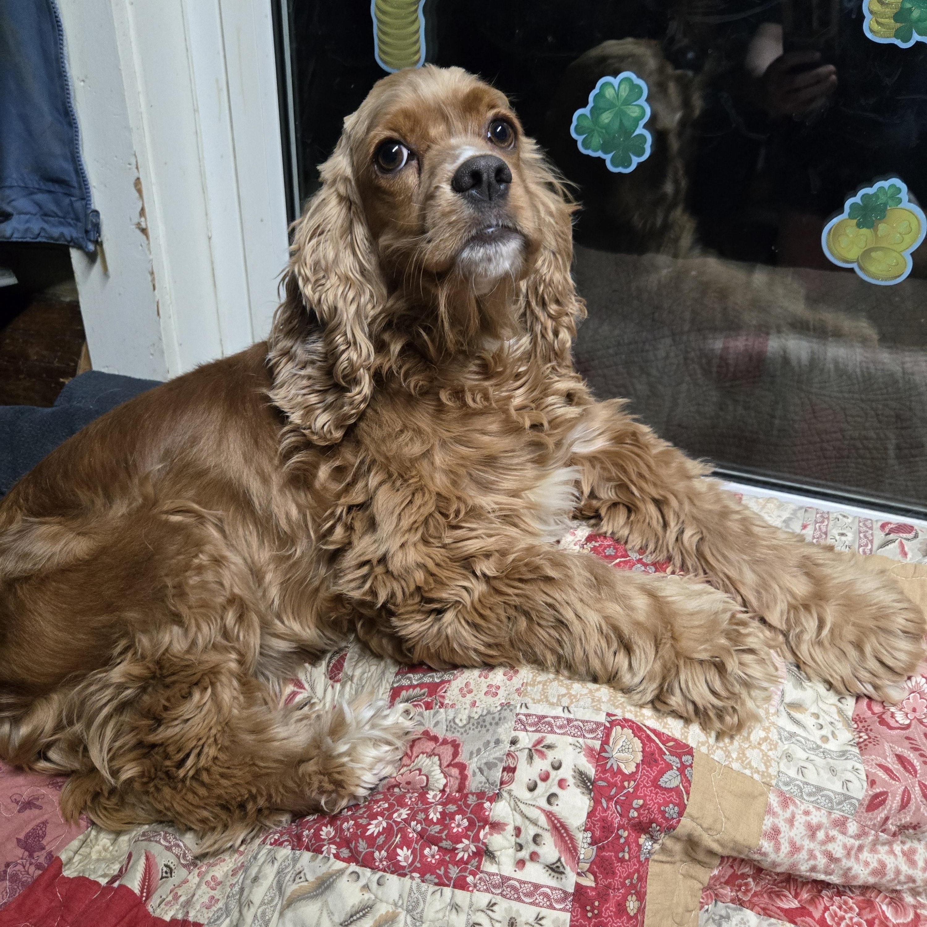 Enlarge Allie, a ADOPTABLE Cocker Spaniel in Friendship, NY image 1/1