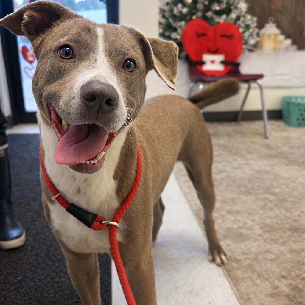 Rico, ADOPTABLE, Adult Male Mixed Breed.