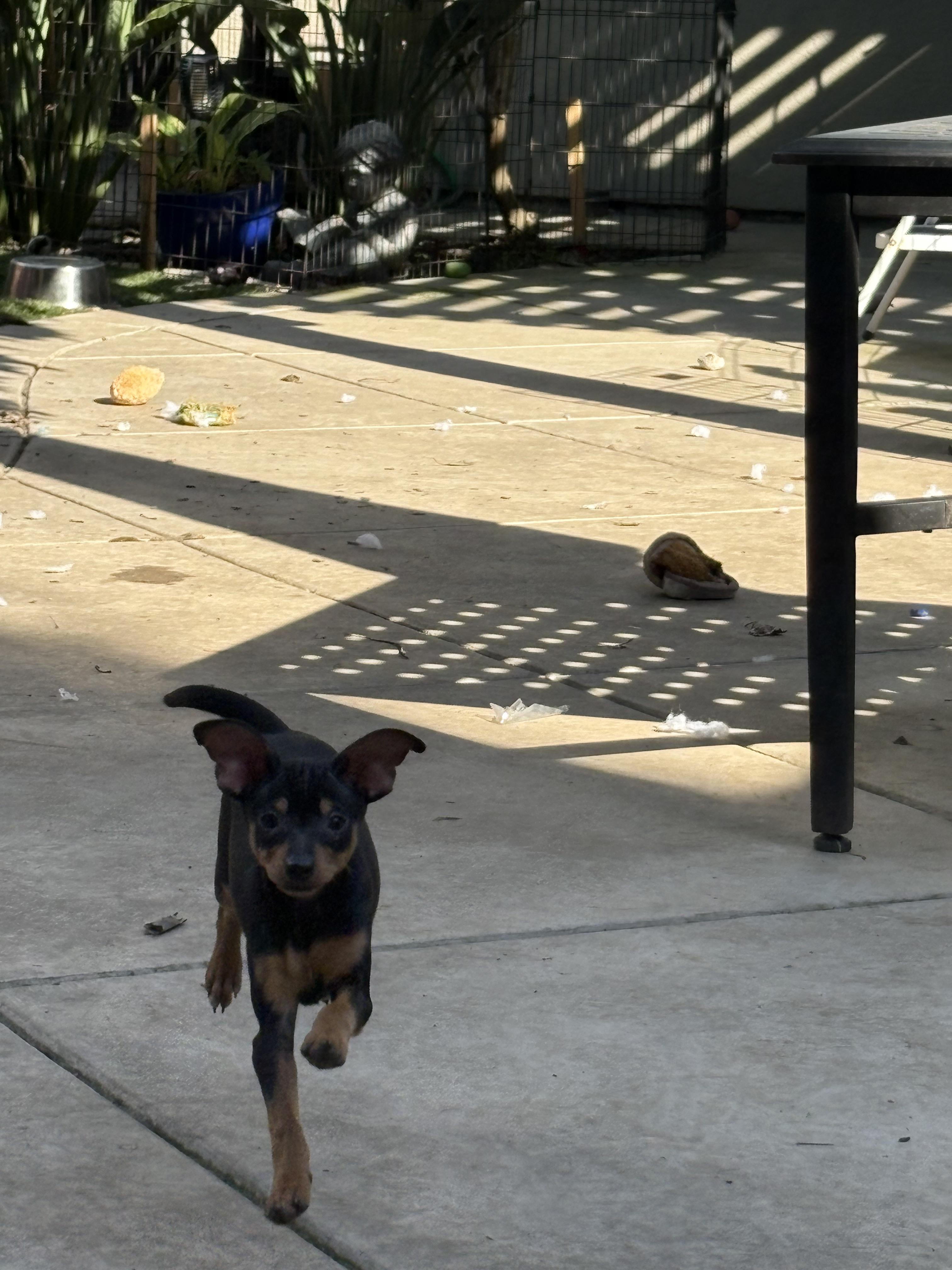 Archie, a ADOPTABLE mixed breed in Concord, CA image 4/4