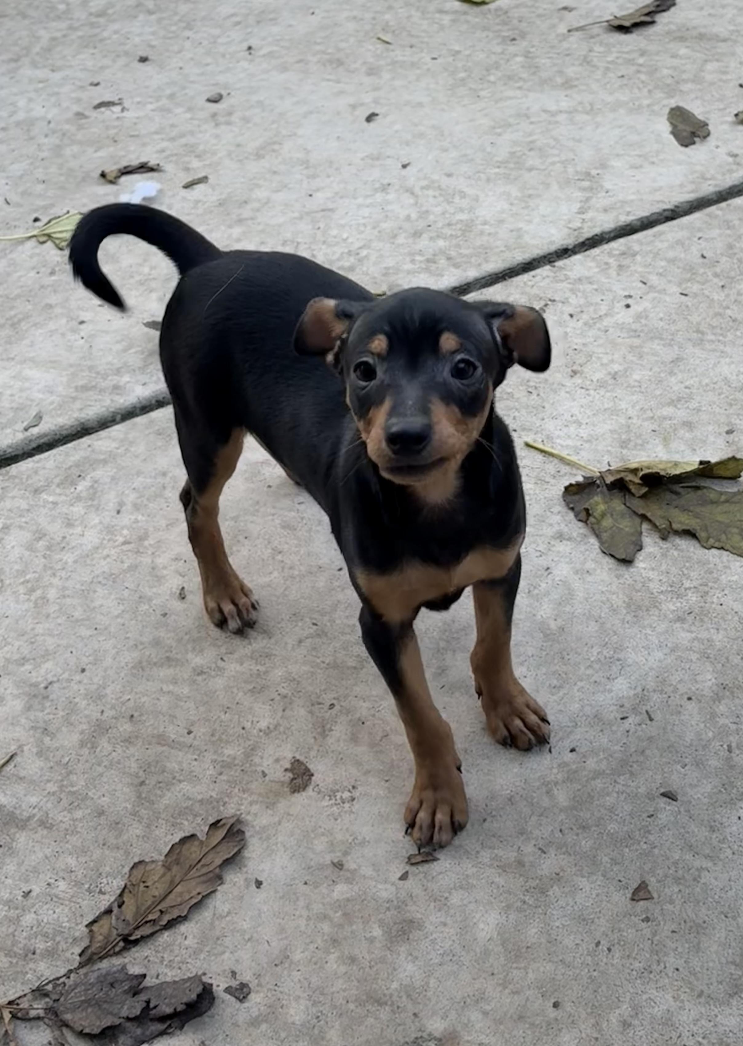 Archie, a ADOPTABLE mixed breed in Concord, CA image 1/4