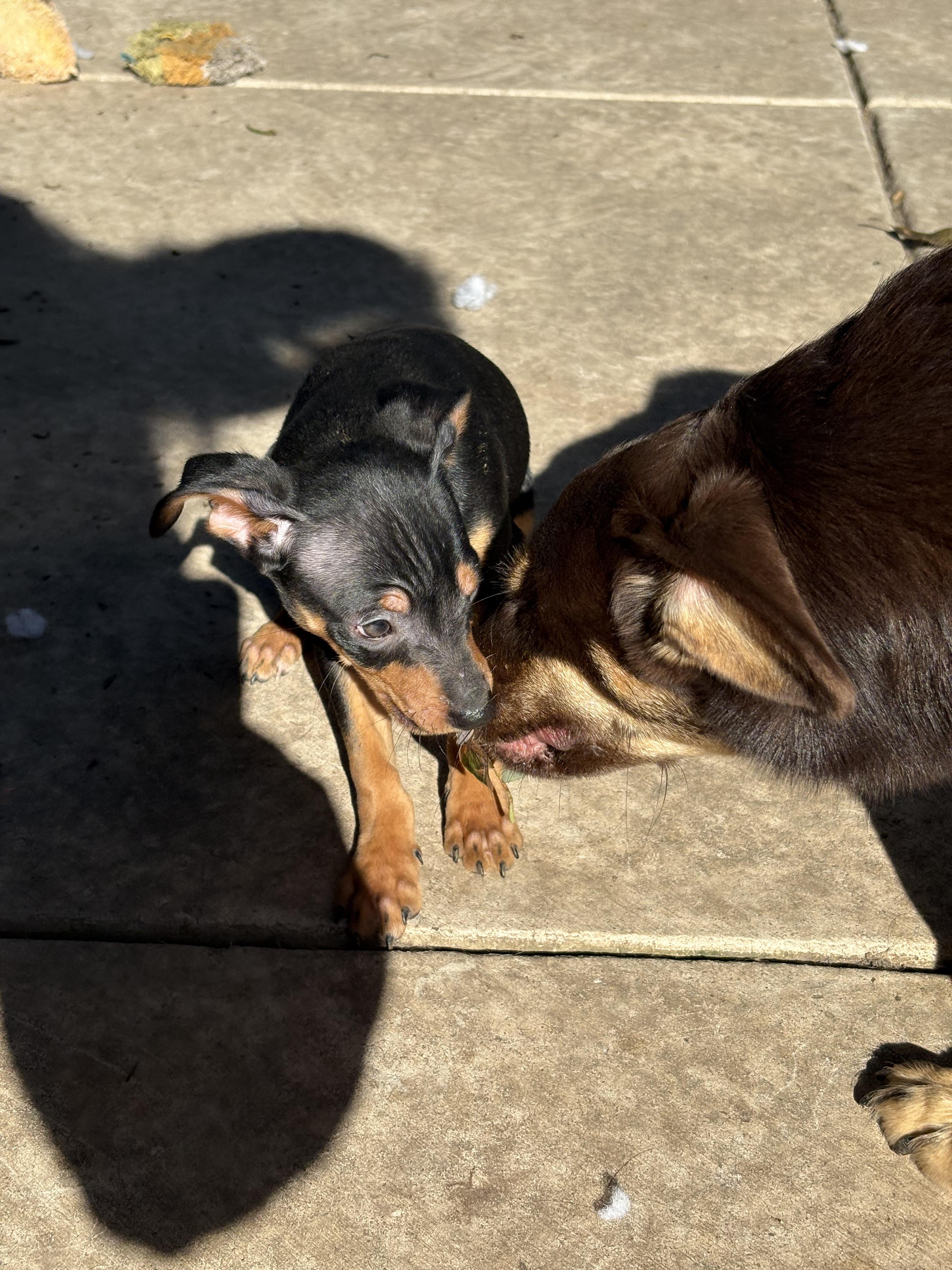 Archie, a ADOPTABLE mixed breed in Concord, CA image 2/4