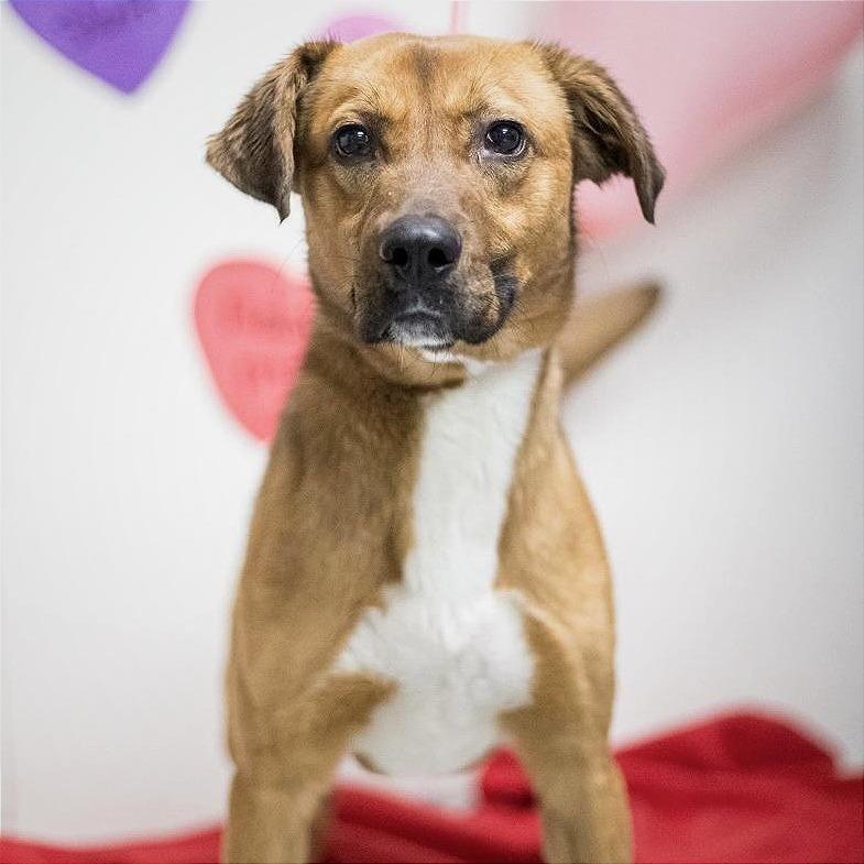 Enlarge Judge, a Adoptable mixed breed in Washington, DC image 1/6