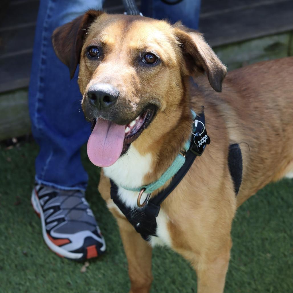 Enlarge Judge, a Adoptable mixed breed in Washington, DC image 1/6
