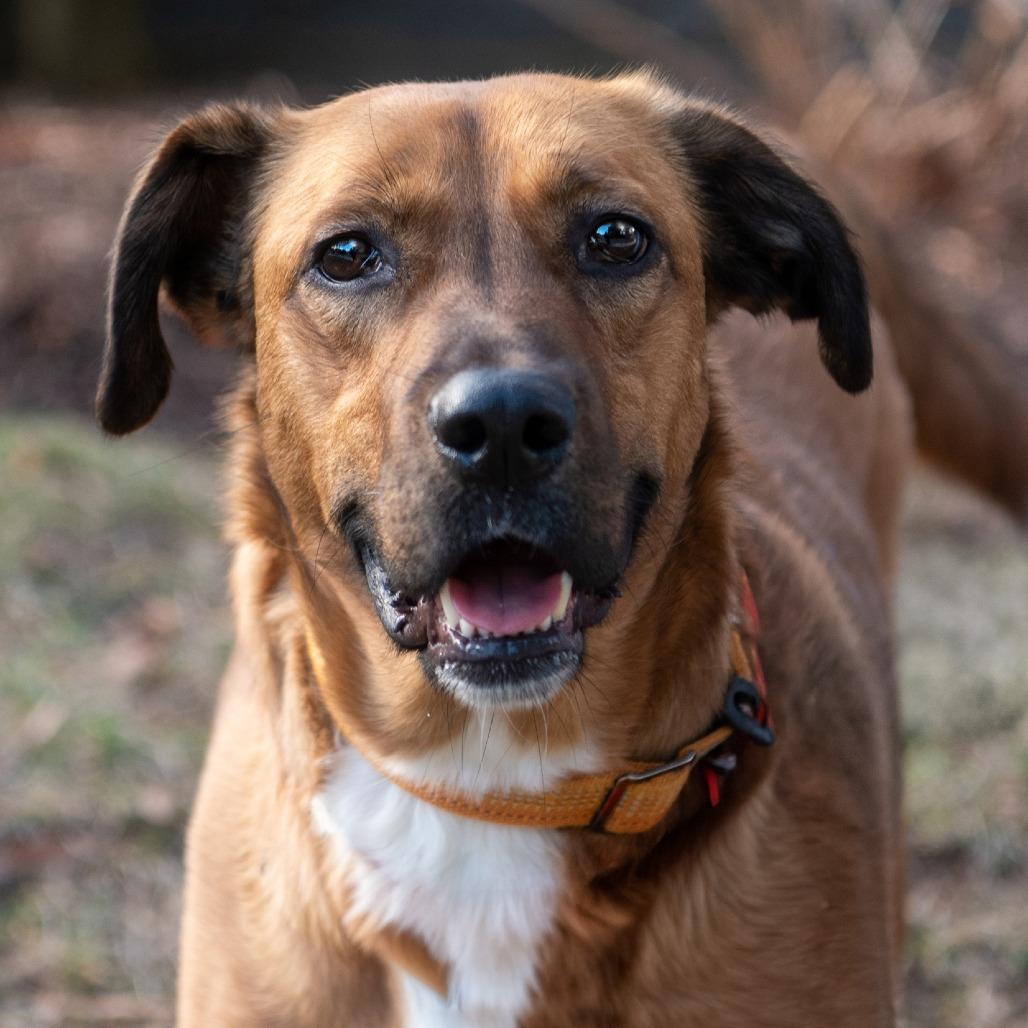 Enlarge Judge, a Adoptable mixed breed in Washington, DC image 1/6