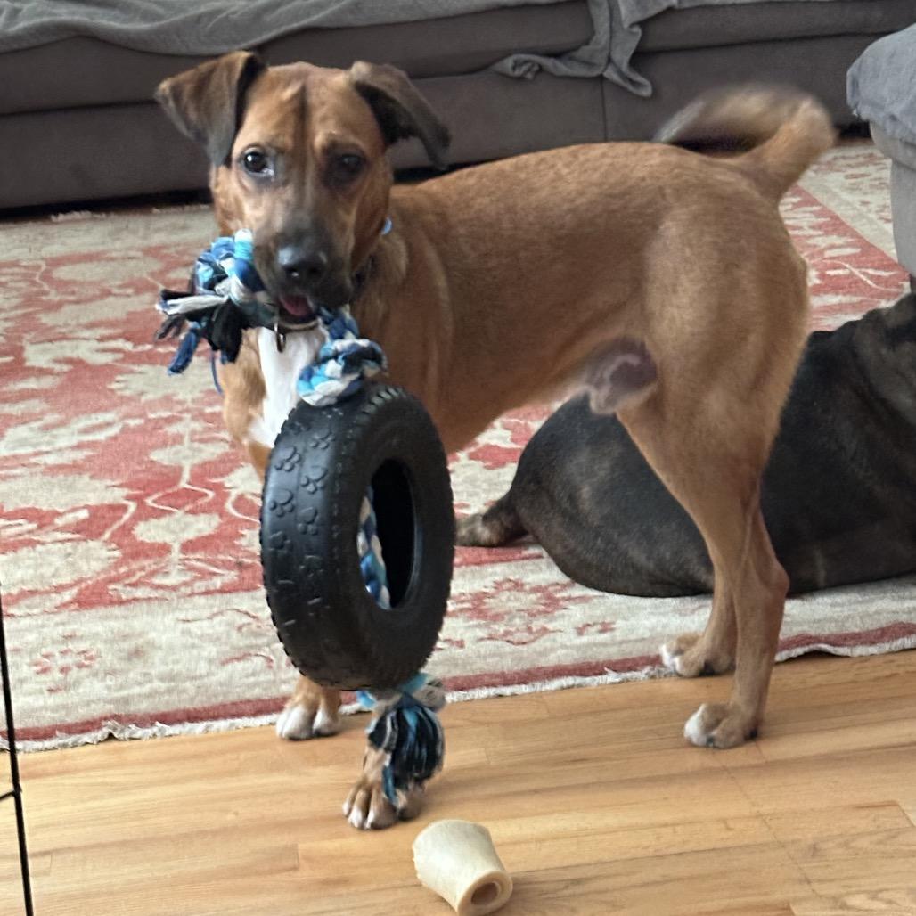 Enlarge Judge, a Adoptable mixed breed in Washington, DC image 2/6