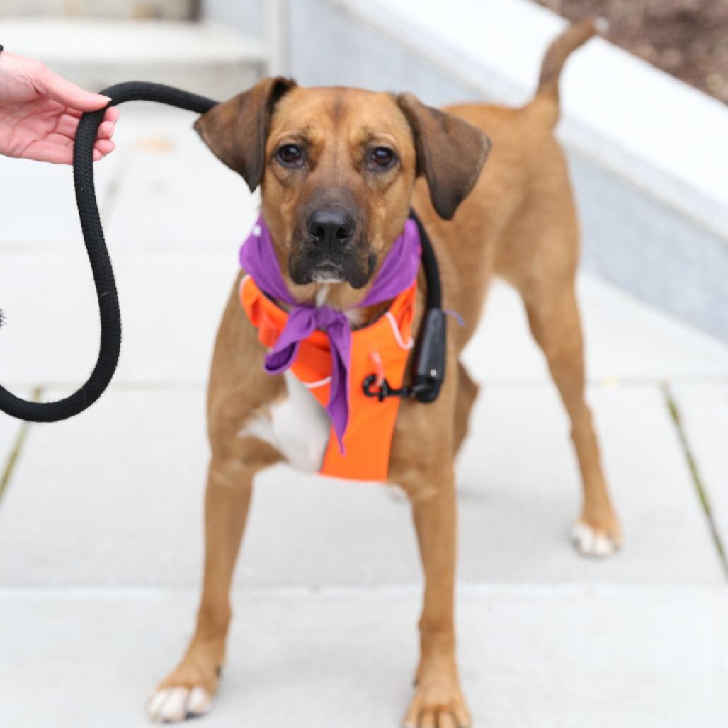 Enlarge Judge, a Adoptable mixed breed in Washington, DC image 2/6