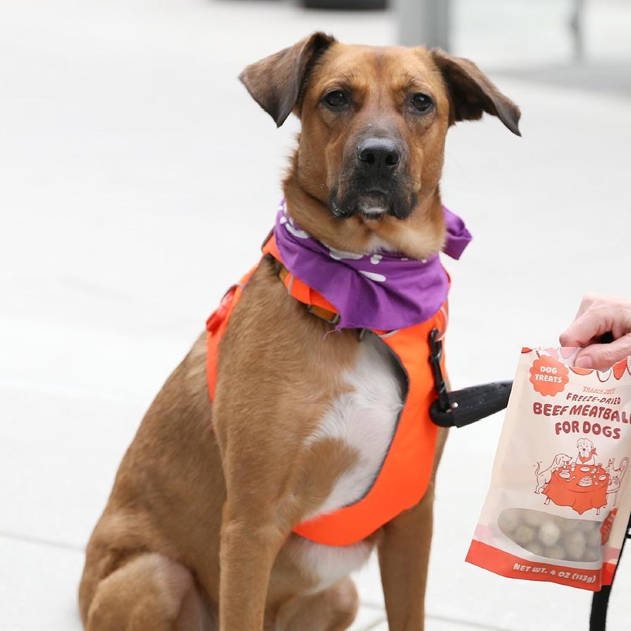 Enlarge Judge, a Adoptable mixed breed in Washington, DC image 3/6