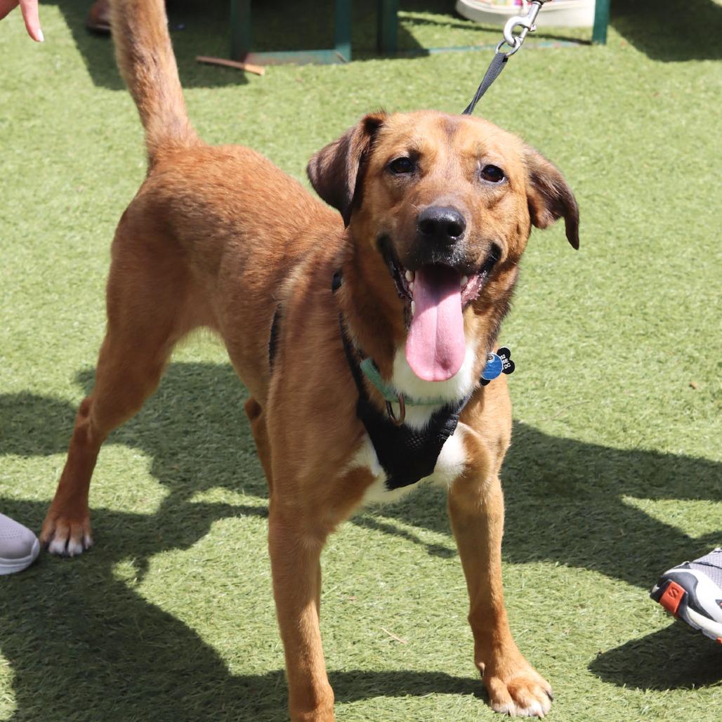 Enlarge Judge, a Adoptable mixed breed in Washington, DC image 4/6