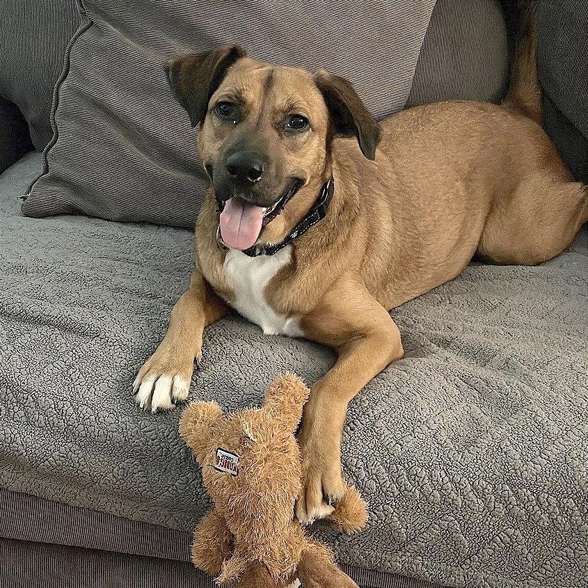 Enlarge Judge, a Adoptable mixed breed in Washington, DC image 4/6