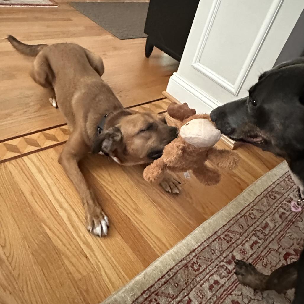 Enlarge Judge, a Adoptable mixed breed in Washington, DC image 5/6