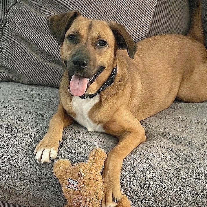 Enlarge Judge, a Adoptable mixed breed in Washington, DC image 6/6