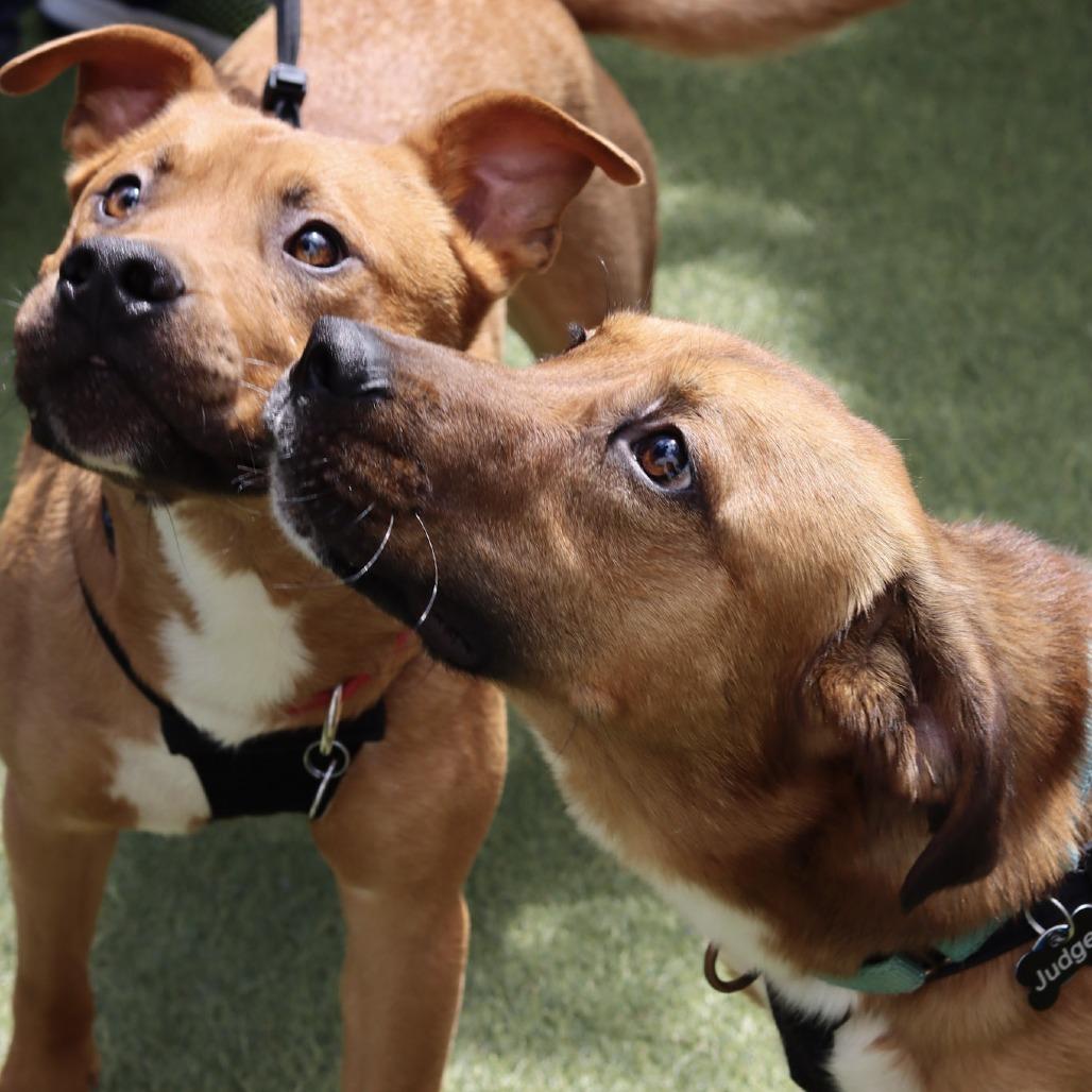 Enlarge Judge, a Adoptable mixed breed in Washington, DC image 6/6