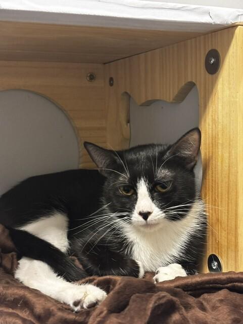 Fitz, Adoptable, Kitten Male Domestic Short Hair.