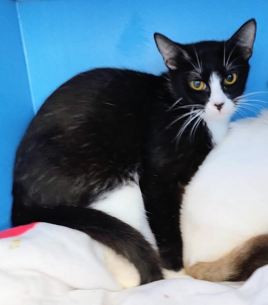 Fitz, a Adoptable Domestic Short Hair in Hudson, NH image 4/6
