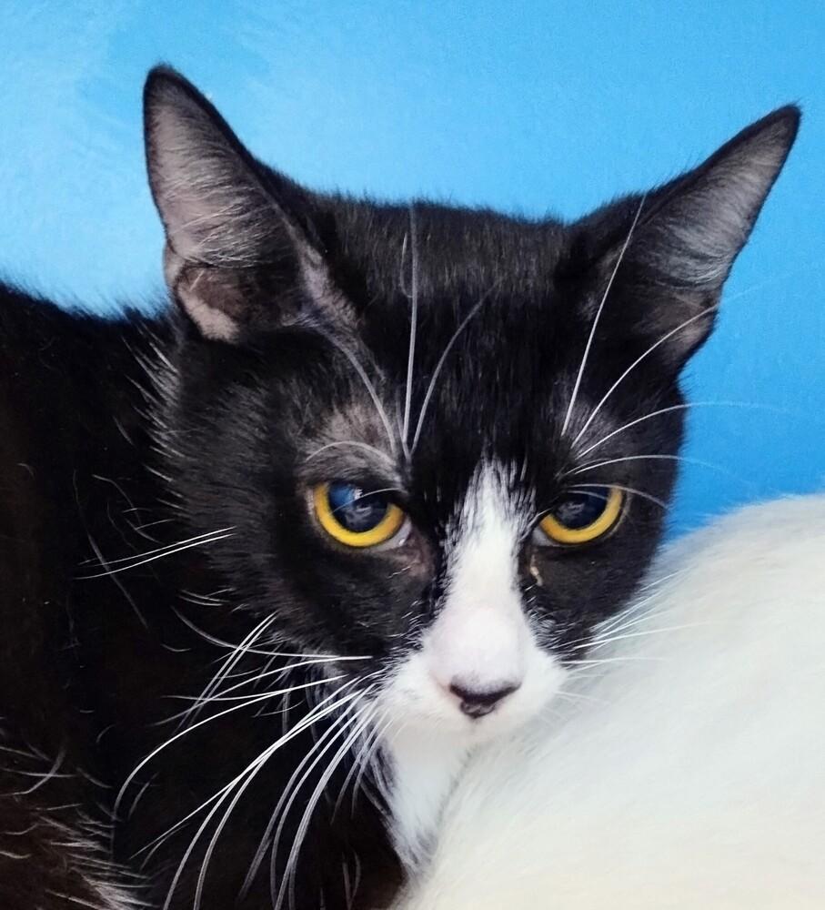 Fitz, a Adoptable Domestic Short Hair in Hudson, NH image 5/6