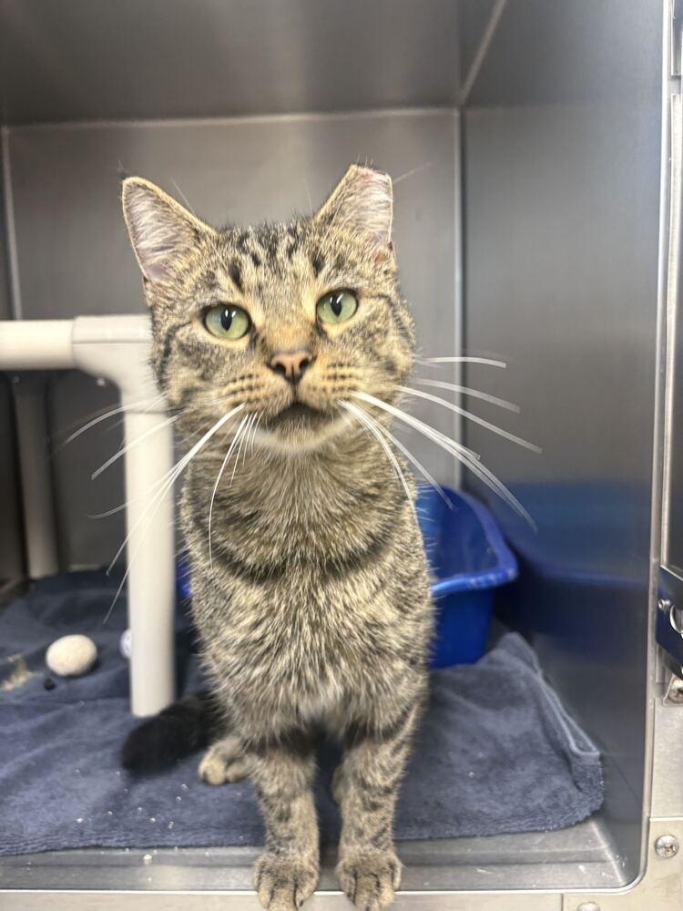 Bram, Adoptable, Adult Male Domestic Short Hair.