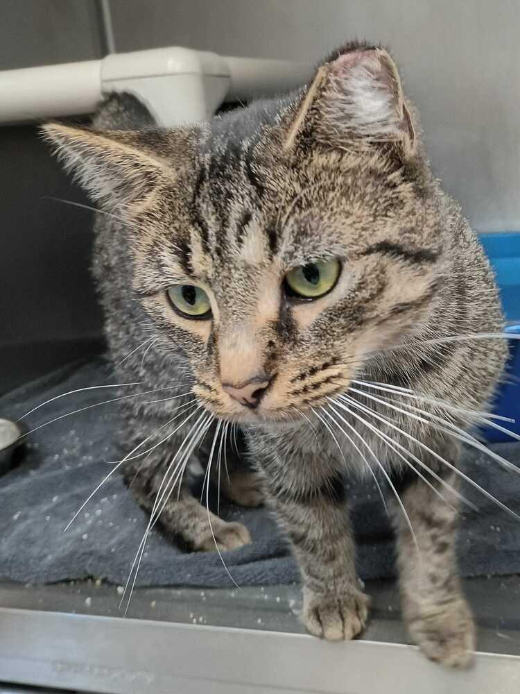Enlarge Bram, a Adoptable Domestic Short Hair in Bowling Green, OH image 2/3