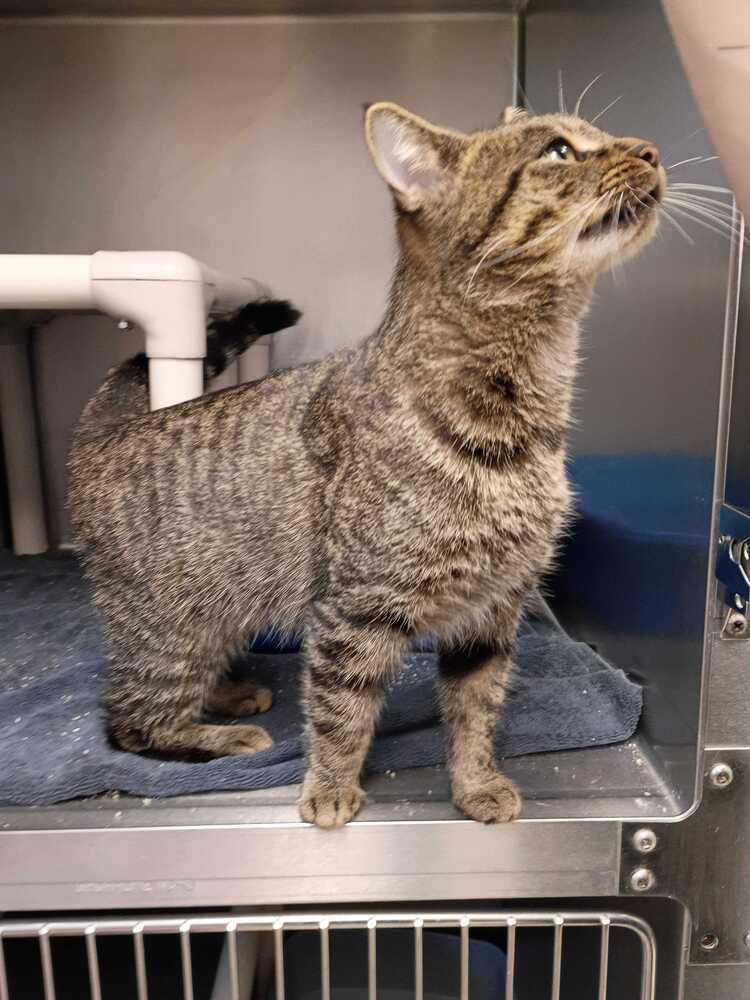 Enlarge Bram, a Adoptable Domestic Short Hair in Bowling Green, OH image 3/3