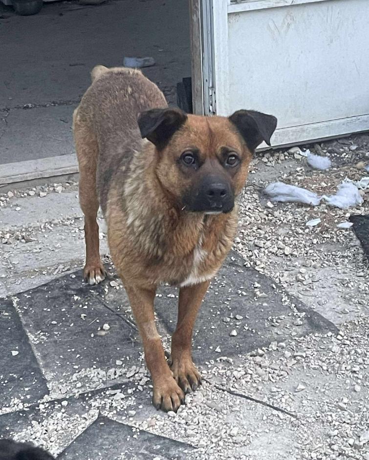 Ernie, an adoptable Shepherd, Mixed Breed in Winnipeg, MB, R3E 2Z9 | Photo Image 1