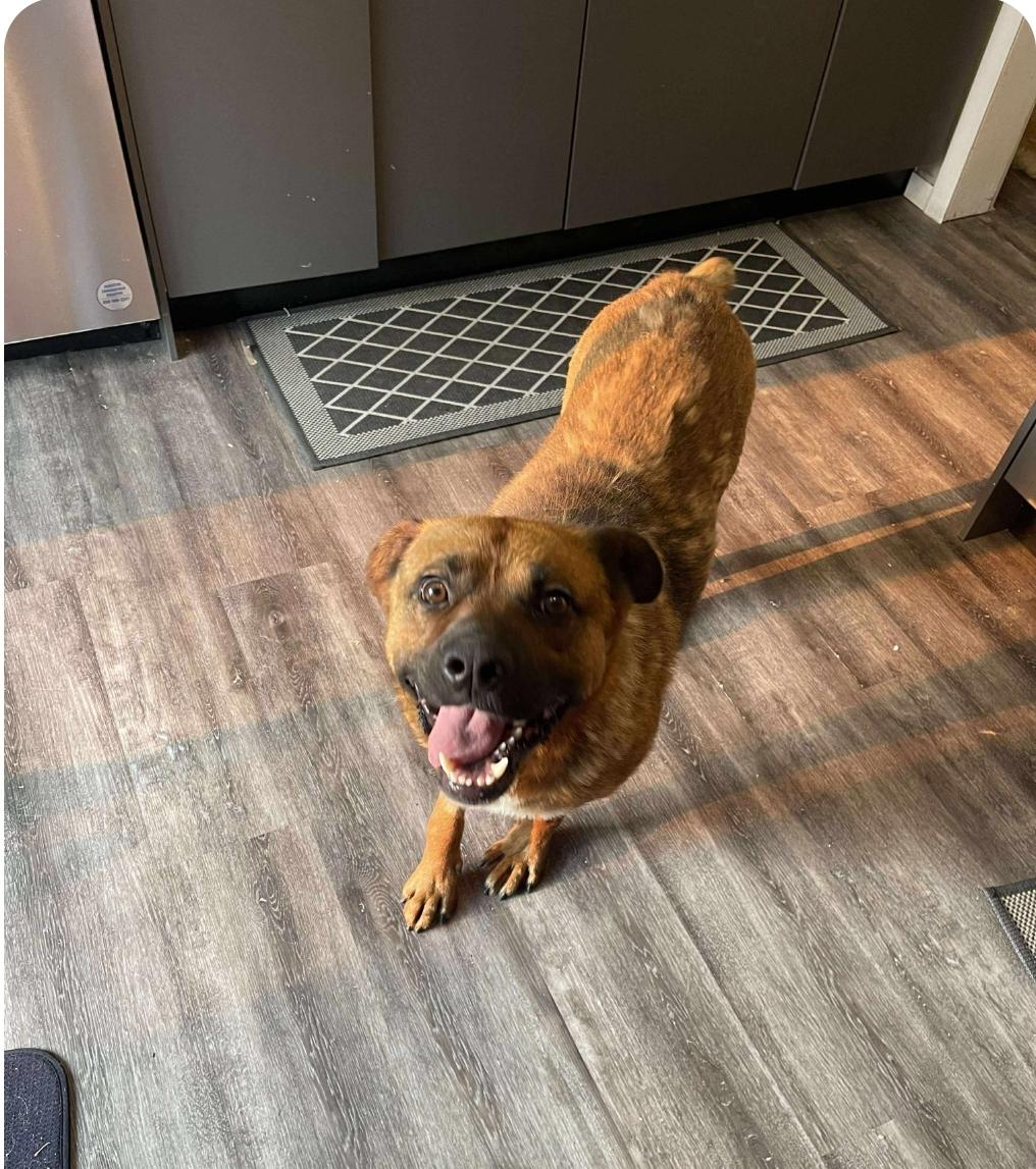 Ernie, an adoptable Shepherd, Mixed Breed in Winnipeg, MB, R3E 2Z9 | Photo Image 2