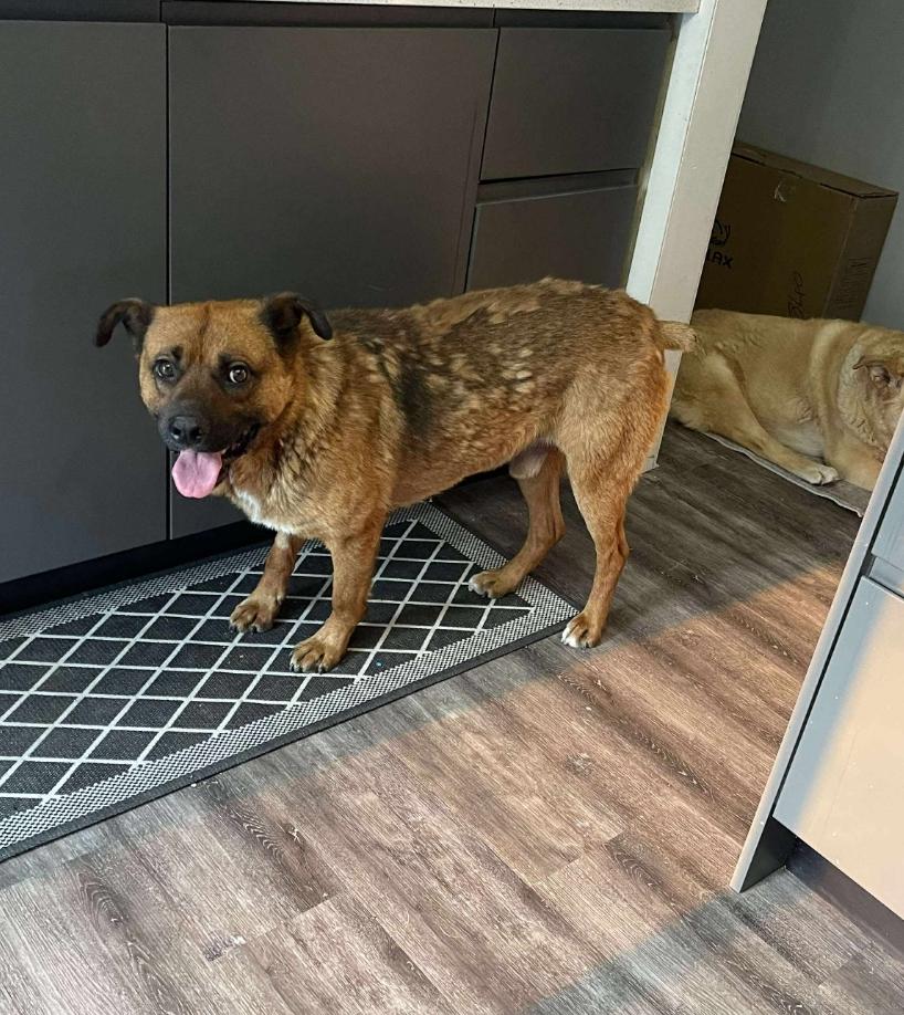 Ernie, an adoptable Shepherd, Mixed Breed in Winnipeg, MB, R3E 2Z9 | Photo Image 4