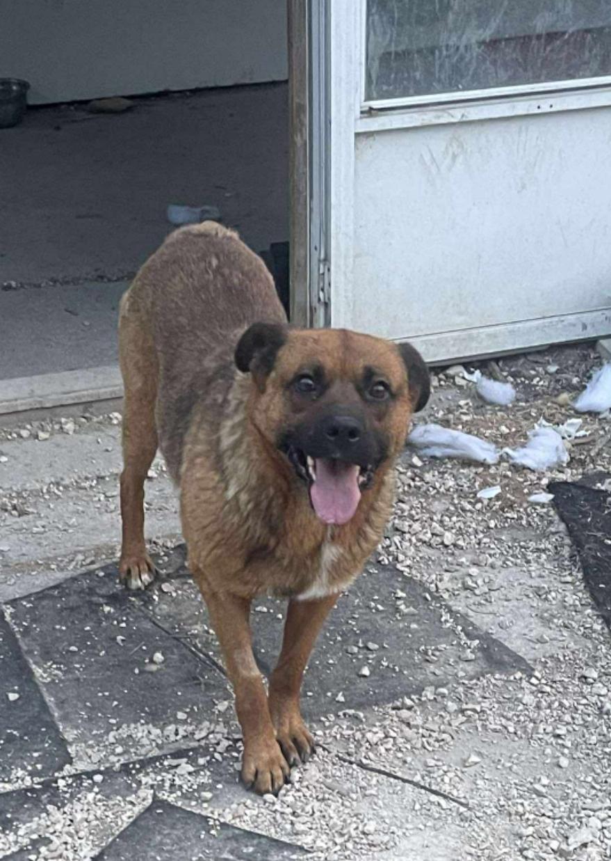 Ernie, an adoptable Shepherd, Mixed Breed in Winnipeg, MB, R3E 2Z9 | Photo Image 3