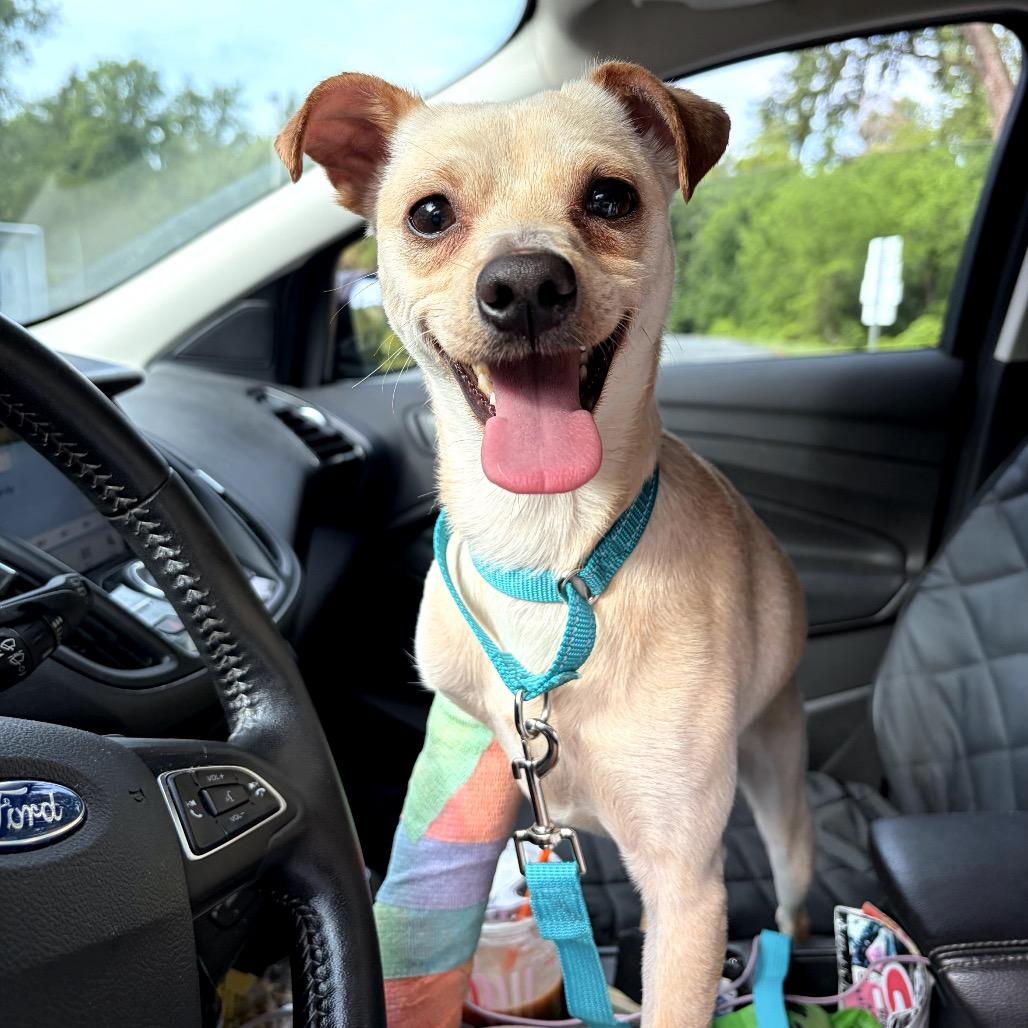 Alex, Adoptable, Adult Male Chihuahua & Mixed Breed.