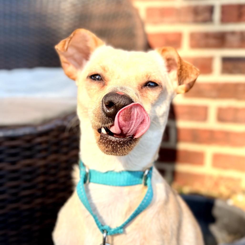 Enlarge Alex, a Adoptable mixed breed in Medford, NJ image 2/5