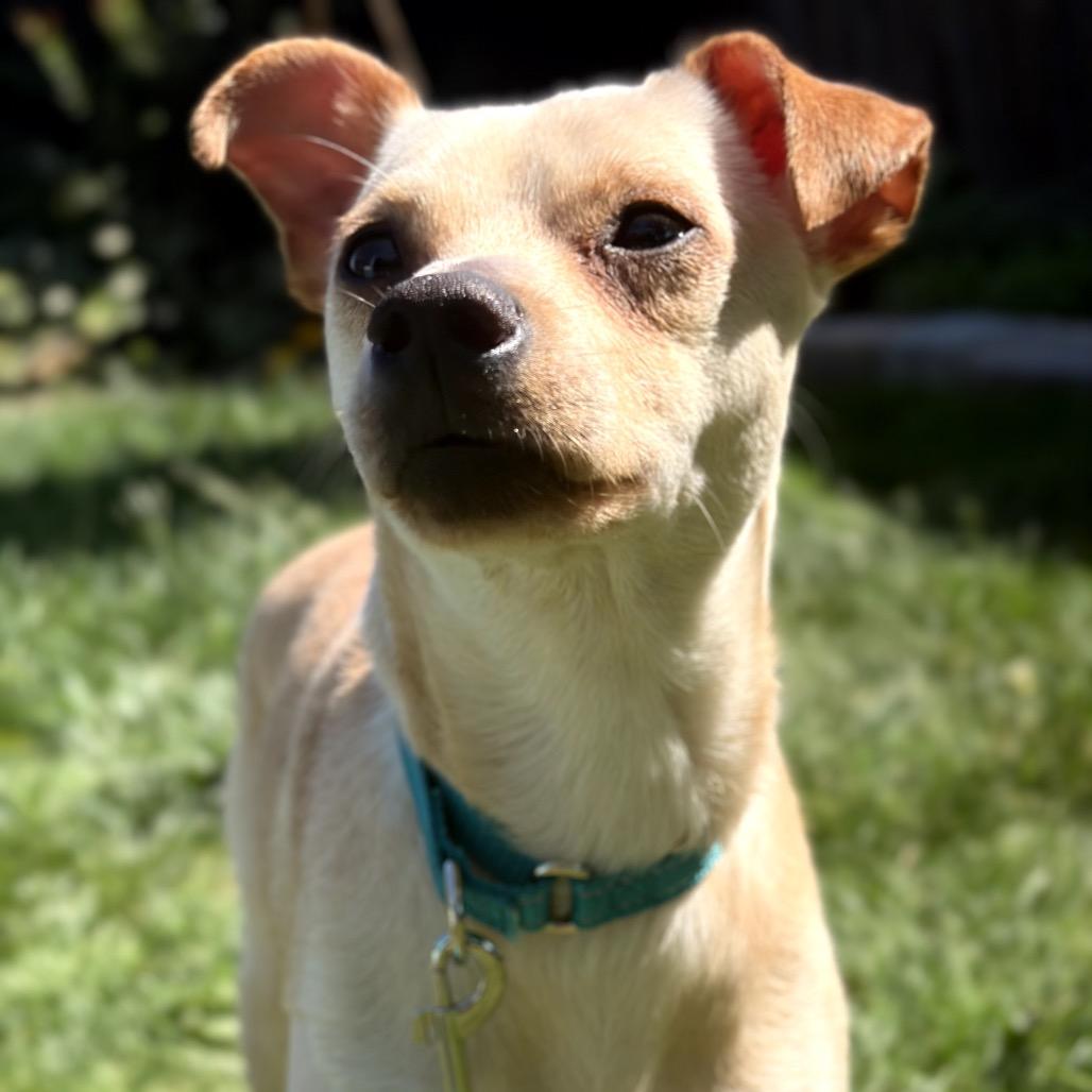 Enlarge Alex, a Adoptable mixed breed in Medford, NJ image 4/5