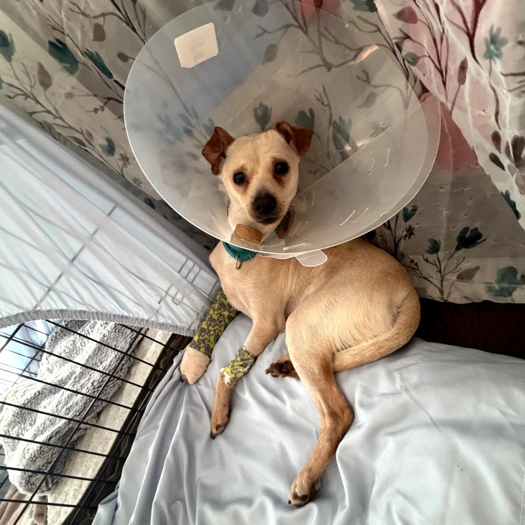 Enlarge Alex, a Adoptable mixed breed in Medford, NJ image 5/5