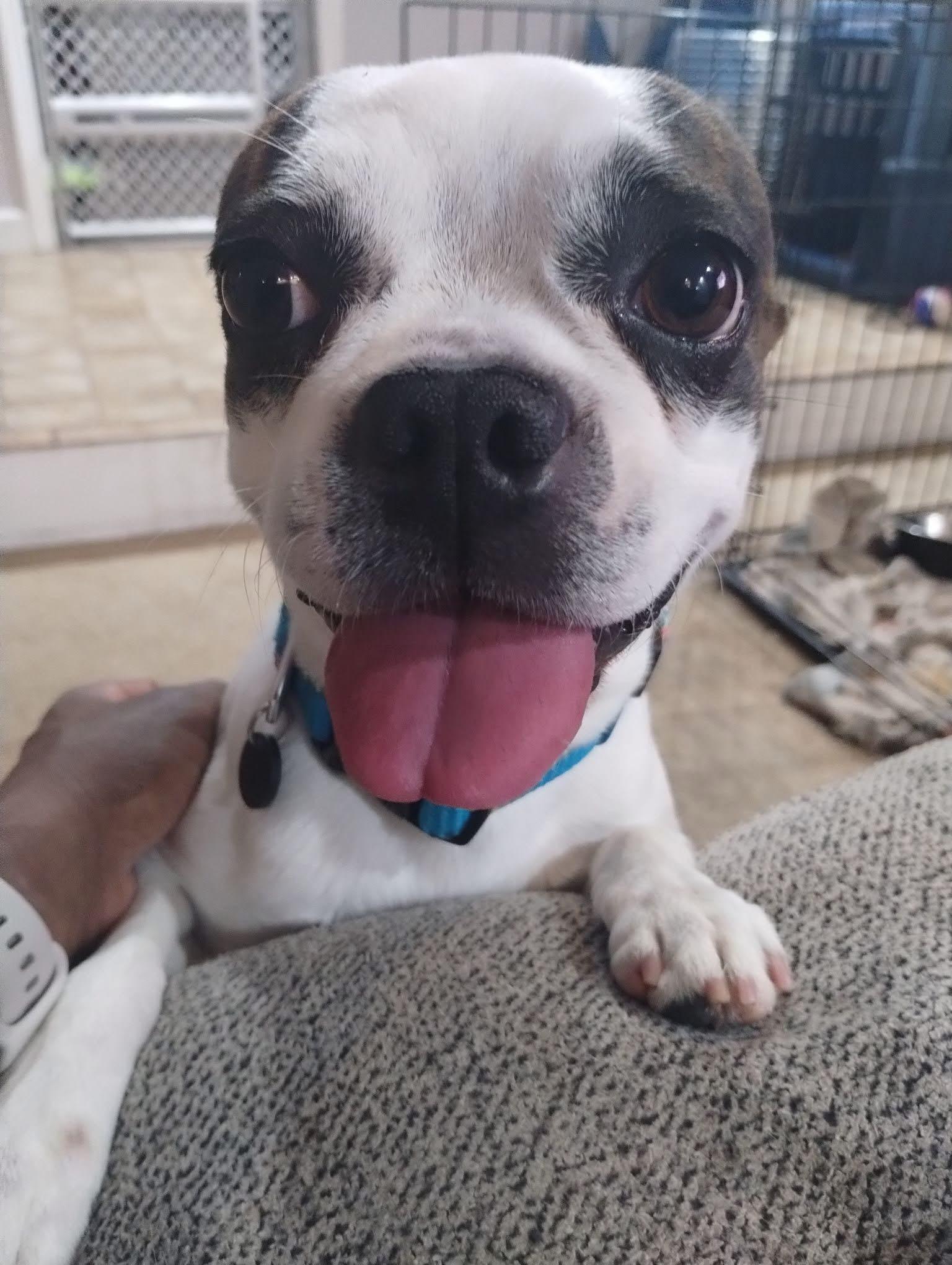 Michael, adopted, Young Male Boston Terrier.