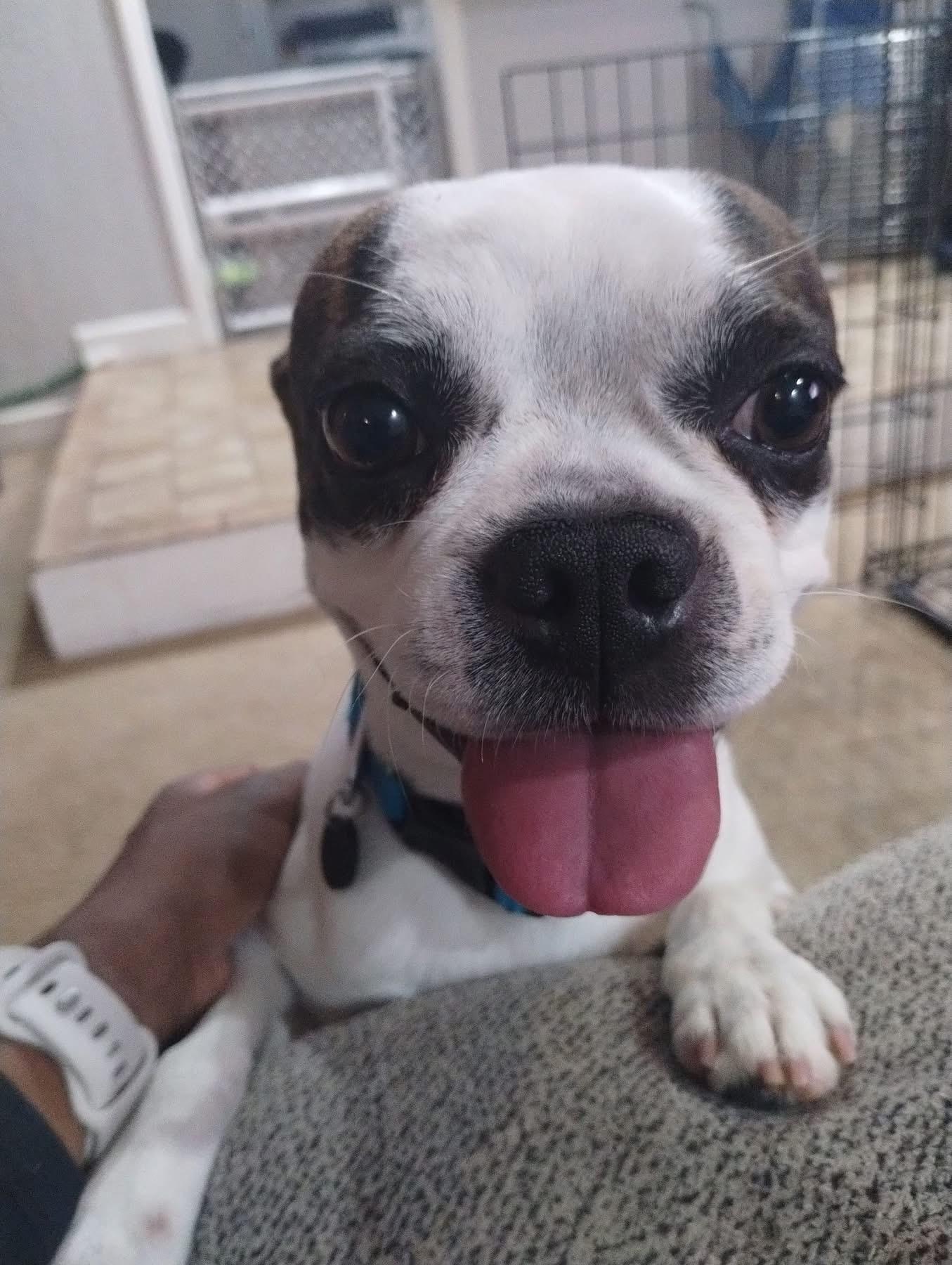Enlarge Michael, an adopted Boston Terrier in Manhattan, KS image 2/2