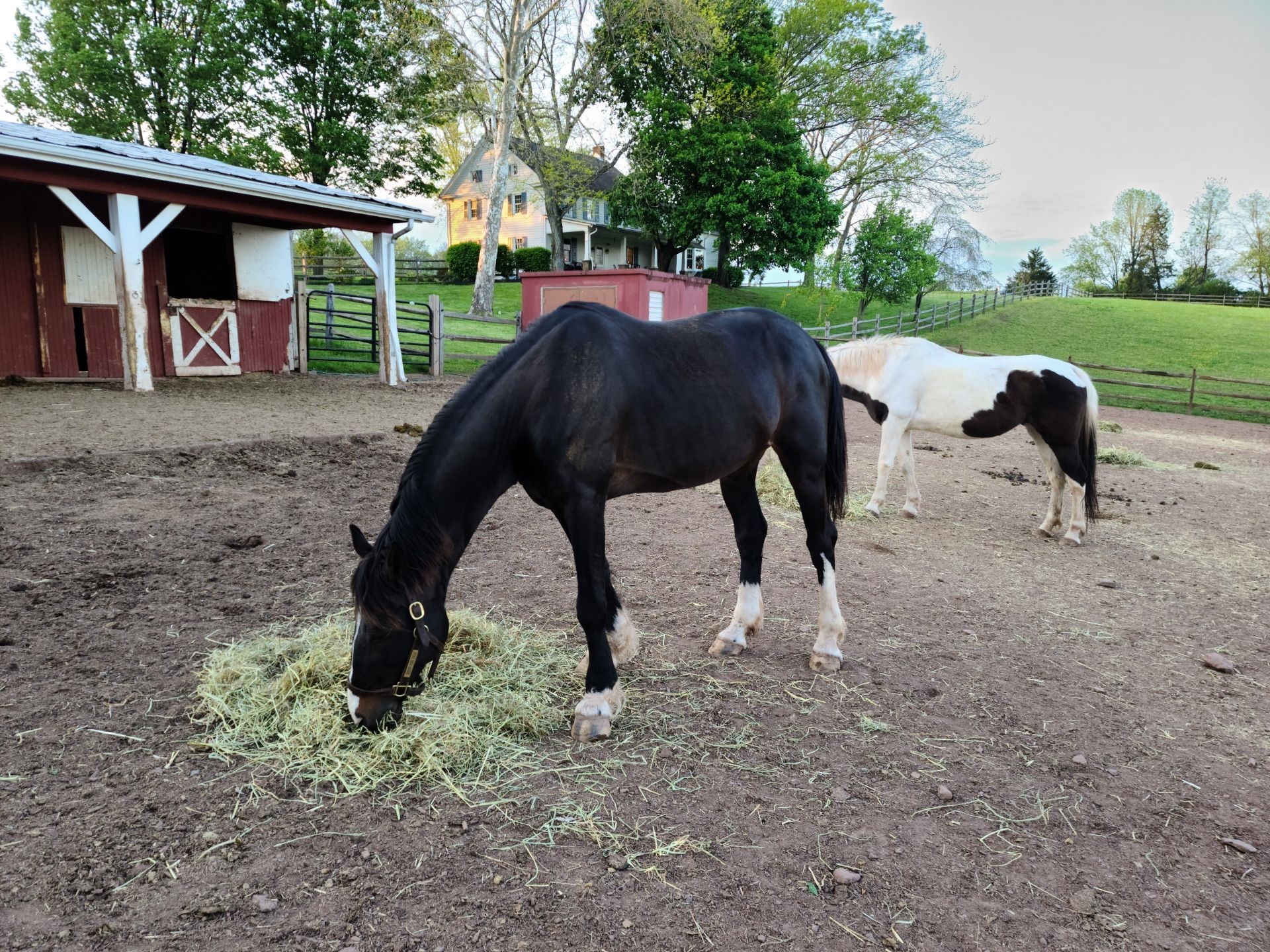 Miles, Adopted, Senior Male Warmblood.