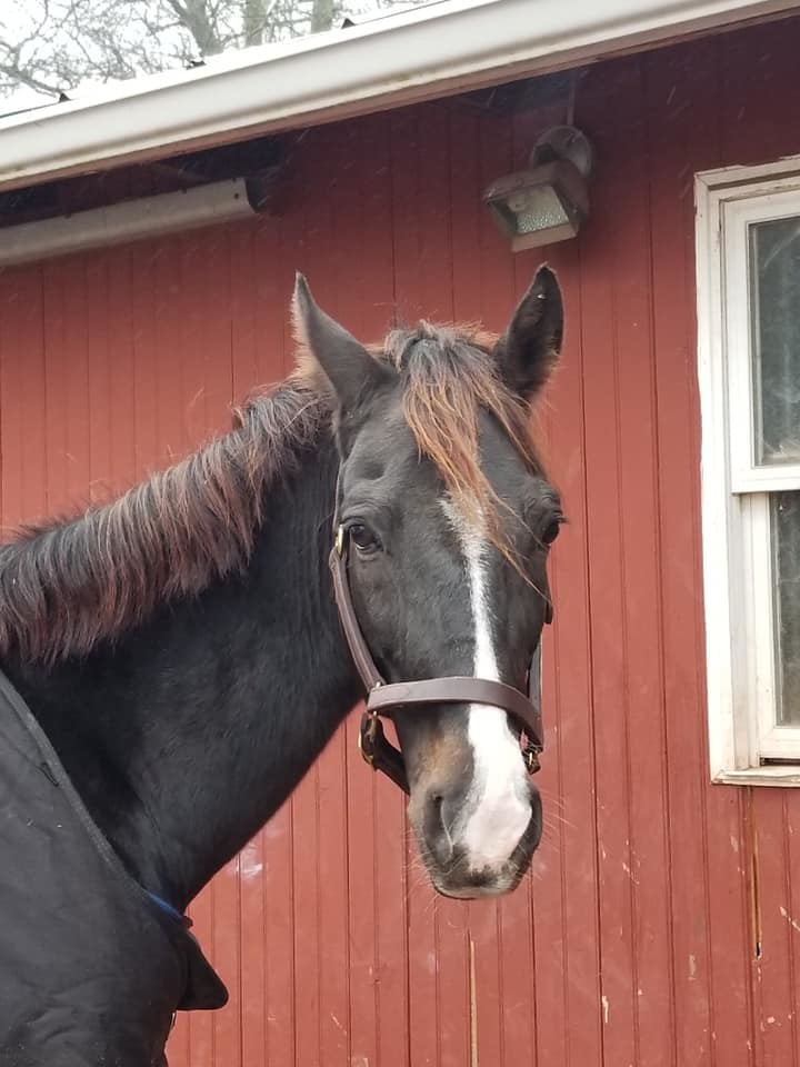 Miles, a Adopted Warmblood in Perkasie, PA image 2/2