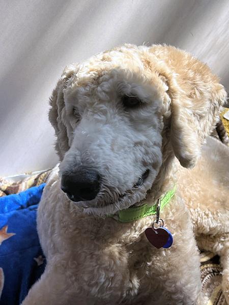 Enlarge Max, a ADOPTABLE mixed breed in Los Angeles, CA image 3/3