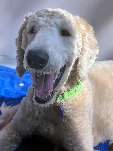 Enlarge Max, a ADOPTABLE mixed breed in Los Angeles, CA image 2/3