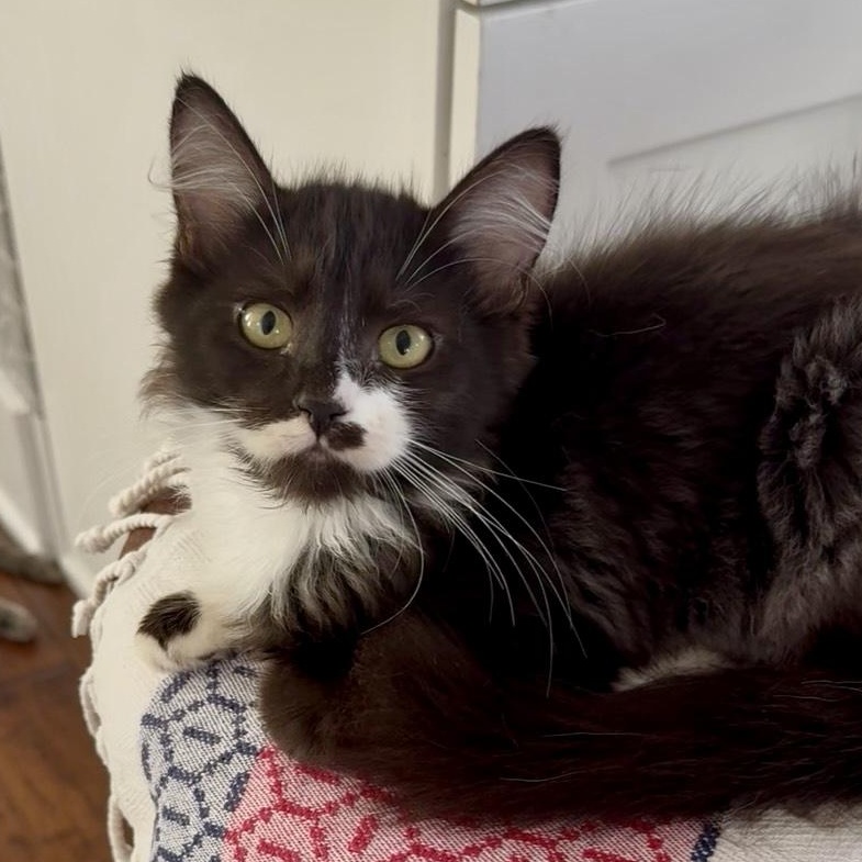 Enlarge Pip, a Adoptable Domestic Medium Hair in Garden Grove, CA image 2/3
