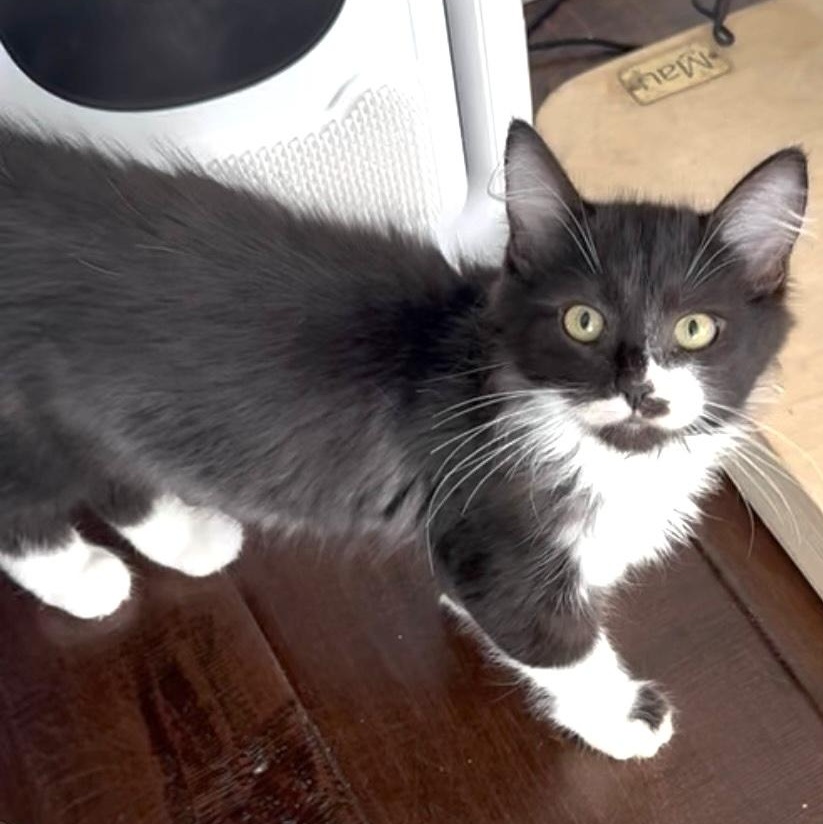Pip, Adoptable, Young Male Domestic Medium Hair.