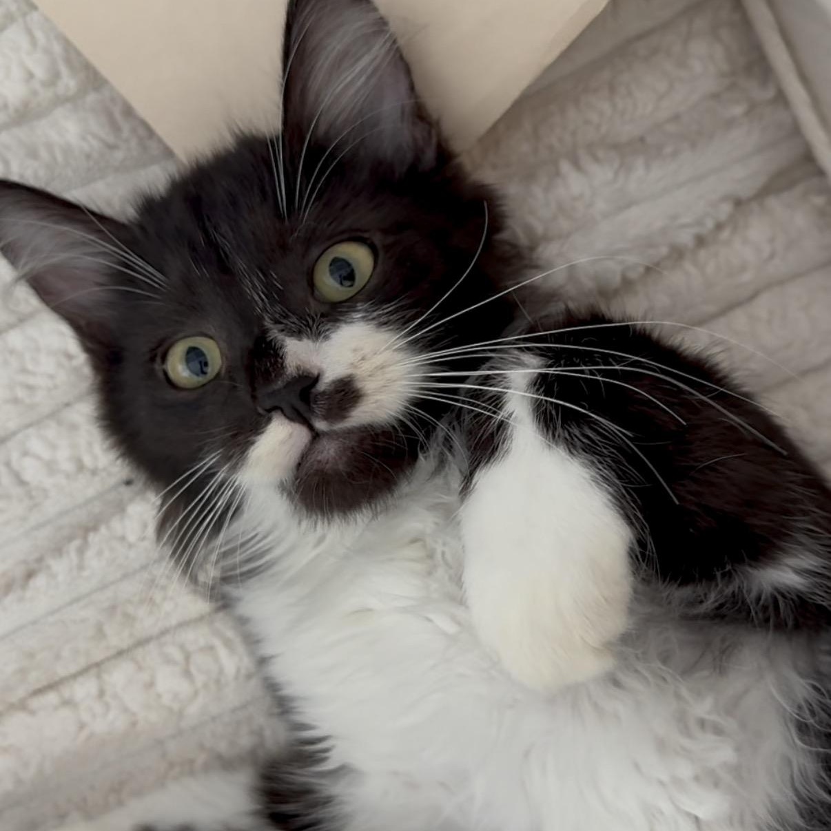 Enlarge Pip, a Adoptable Domestic Medium Hair in Garden Grove, CA image 3/3