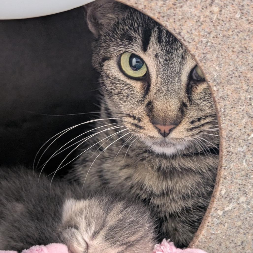 Ruby, Adoptable, Adult Female Domestic Short Hair.