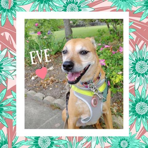 Enlarge Eve, a Adoptable Labrador Retriever in Stroudsburg, PA image 4/6